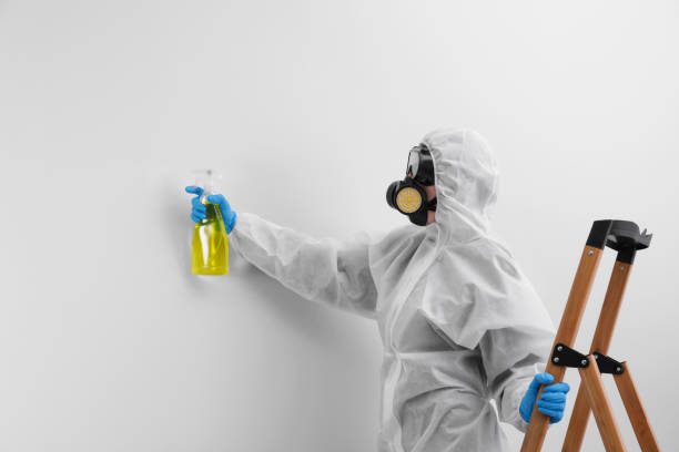 Why You Should Choose Our Mold Remediation Services in Upper Sandusky, OH